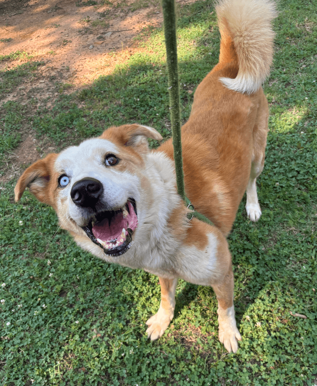 Regon - Australian Shepherd