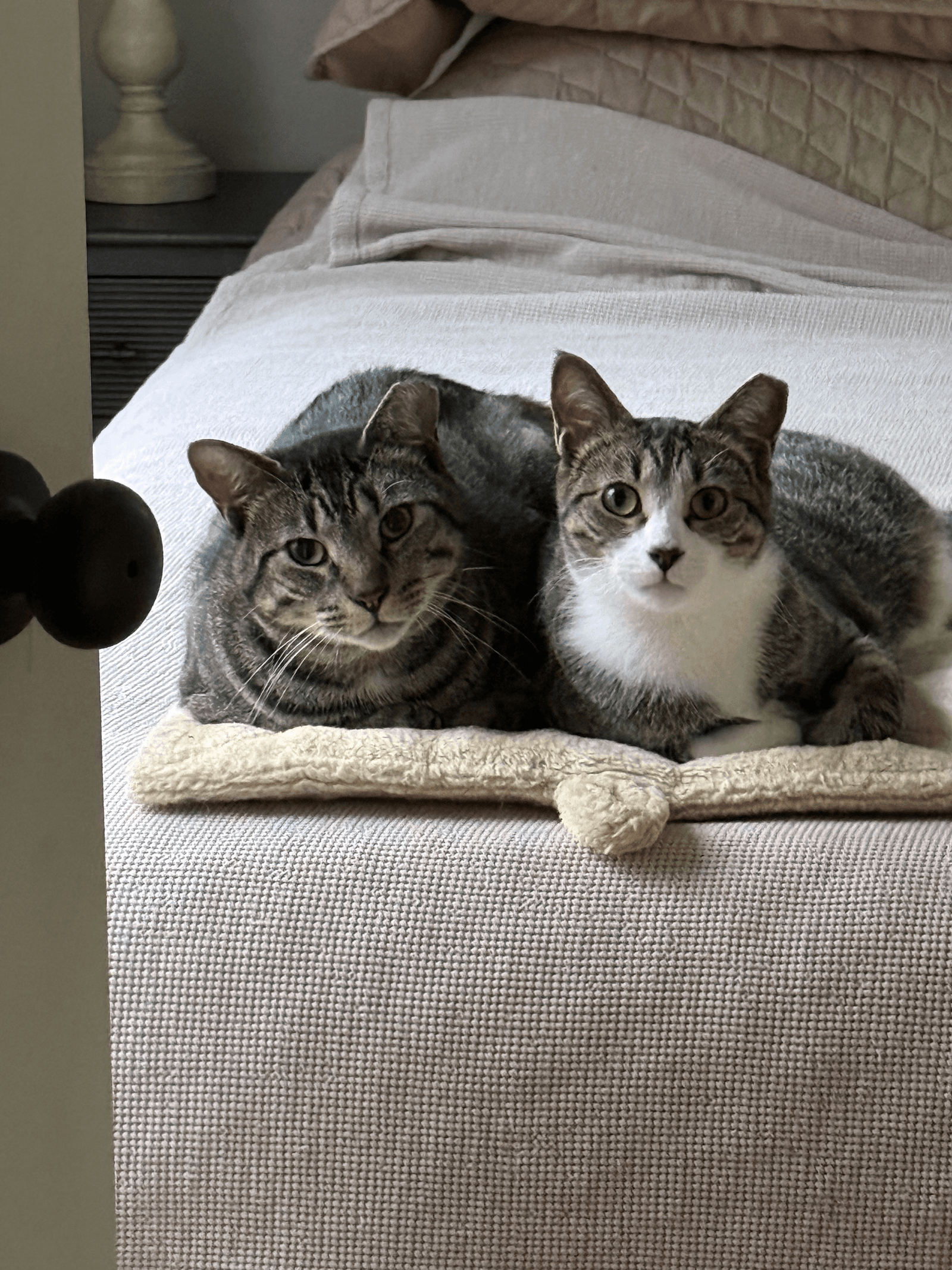 Cubbie And Jesse - Domestic Short Hair