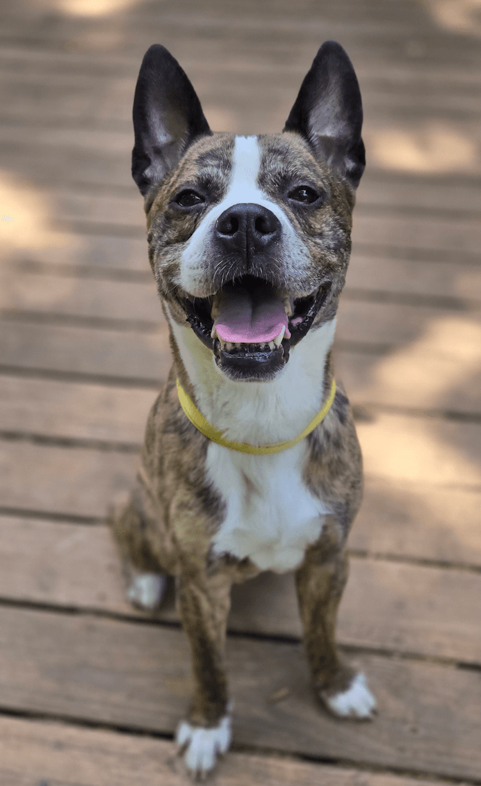 Chop - Boxer