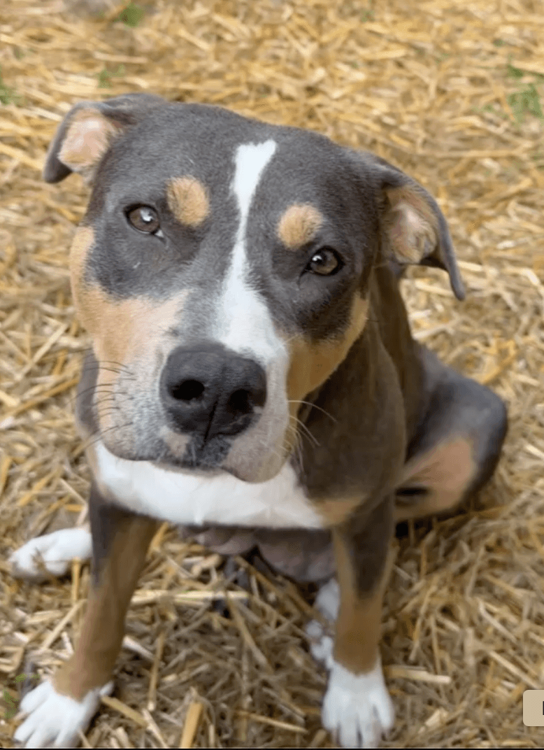 Mama Urgent Foster Needed Too - American Bulldog