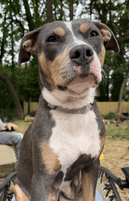 Mama Urgent Foster Needed Too image 2