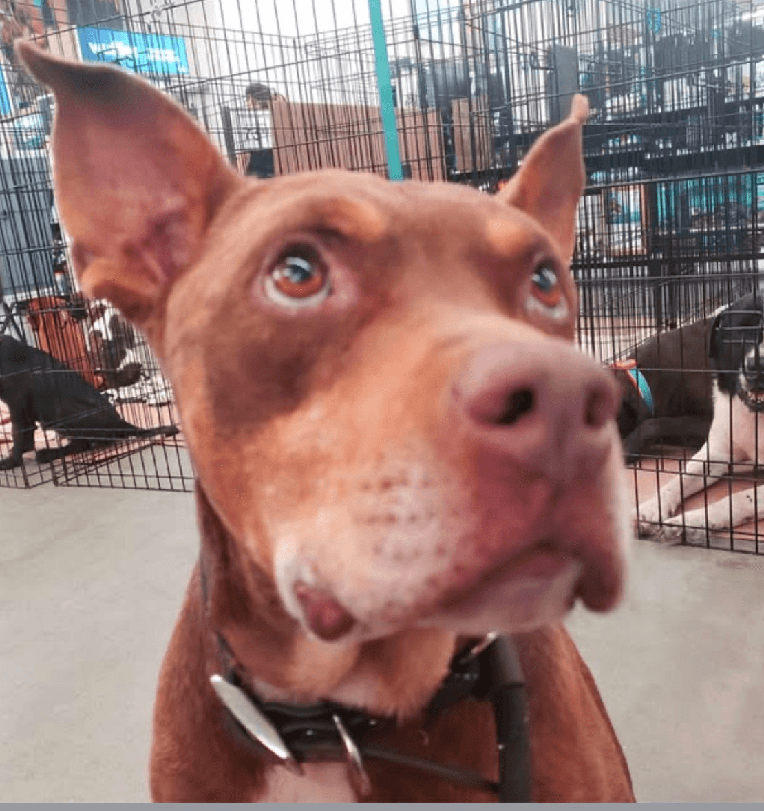 Remy - American Staffordshire Terrier