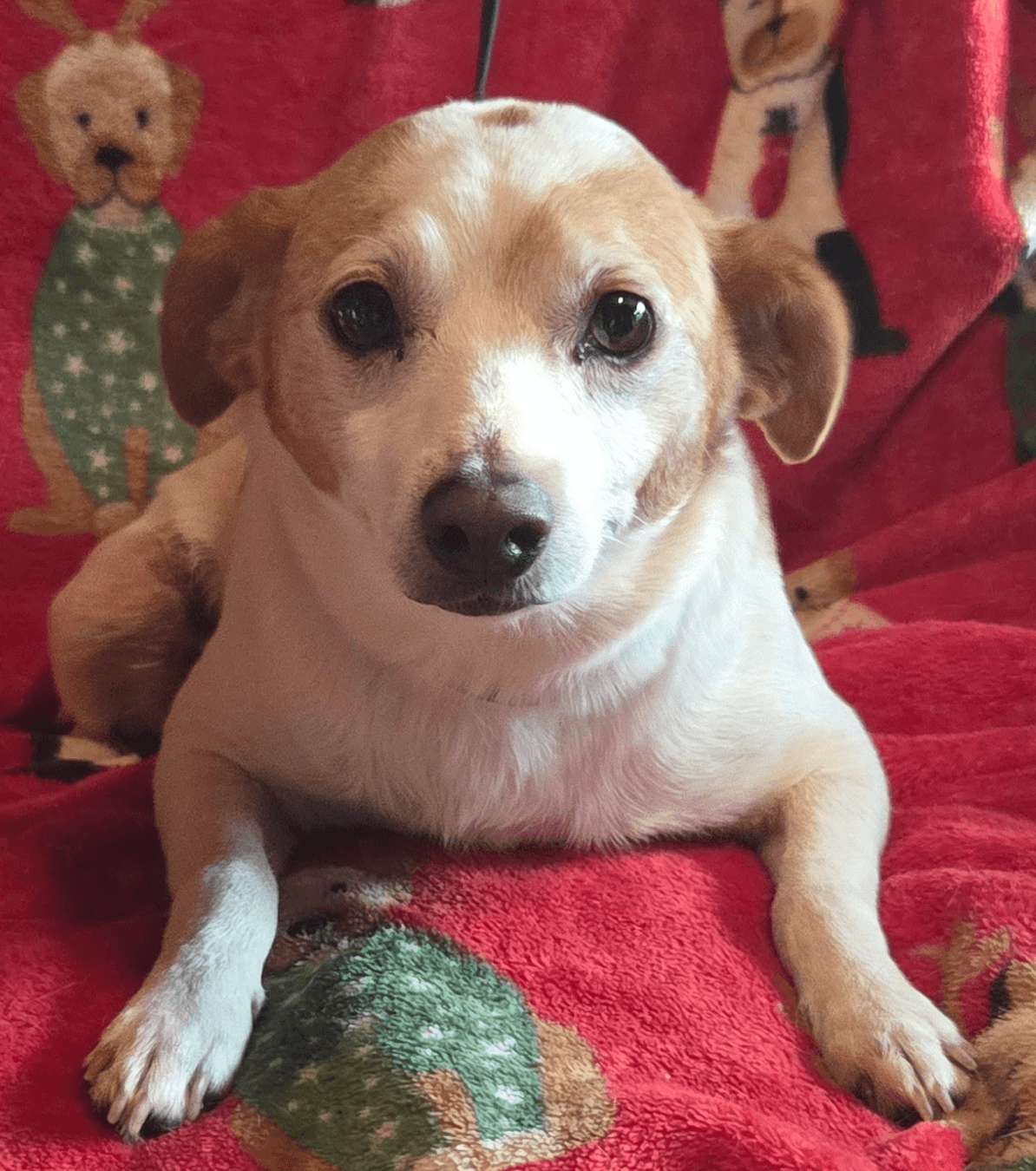 Buddy - Jack Russell Terrier