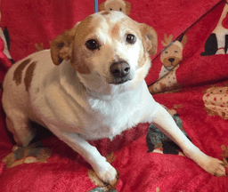 Buddy image 3