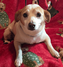 Buddy image 4