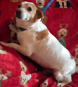Buddy image 2