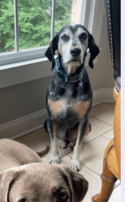 Blue Urgently Needs Foster Or Adopter image 1