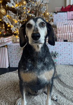 Blue Urgently Needs Foster Or Adopter image 2