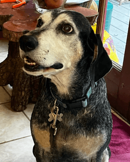 Blue Urgently Needs Foster Or Adopter image 3
