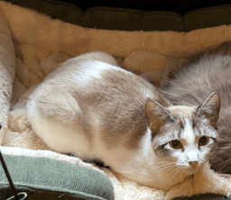 Polly Pocket Bonded With Goopy image 2