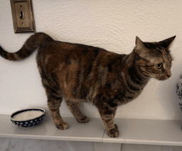 Miss Kitty Bonded To Mr Man image 1