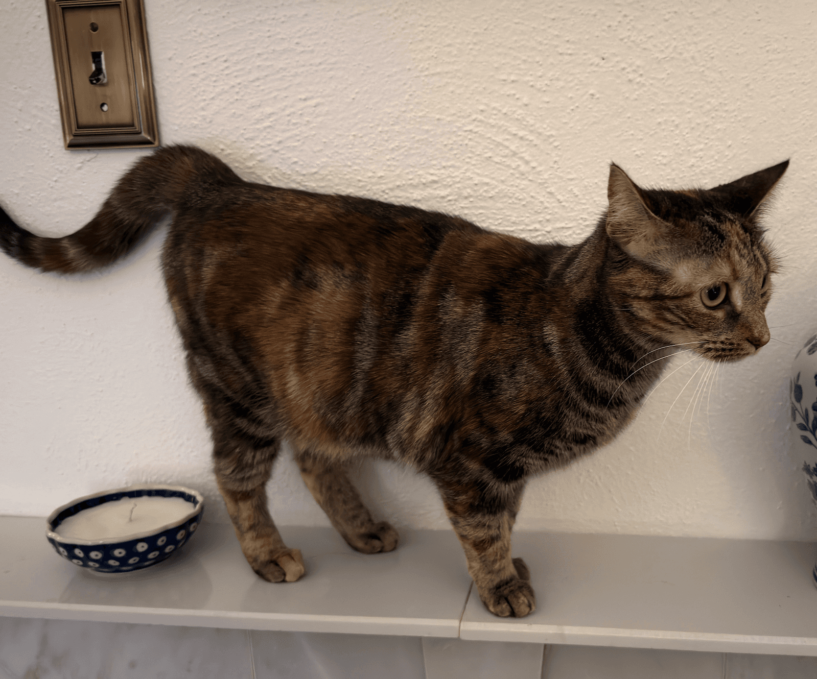 Miss Kitty Bonded To Mr Man - Domestic Short Hair
