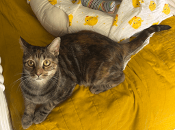 Miss Kitty Bonded To Mr Man image 2