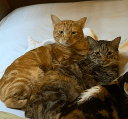 Miss Kitty Bonded To Mr Man image 3