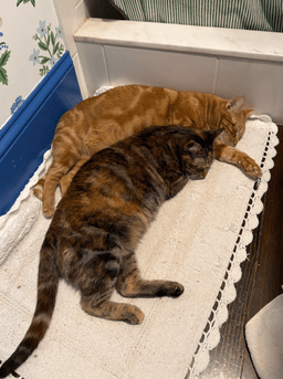 Miss Kitty Bonded To Mr Man image 4
