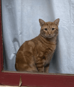 Mr Man Bonded With Miss Kitty image 1