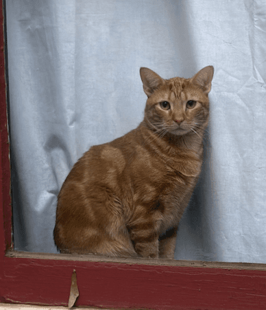 Mr Man Bonded With Miss Kitty - Domestic Short Hair