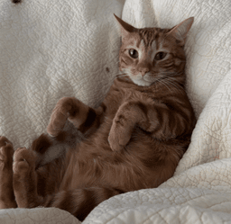 Mr Man Bonded With Miss Kitty image 3