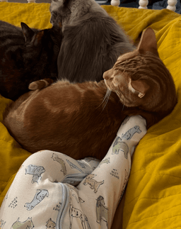 Mr Man Bonded With Miss Kitty image 4