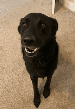 Bruno image 2