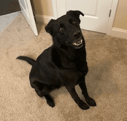 Bruno image 3