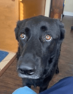 Bruno image 1