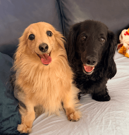 Abby Bonded With Bb image 3