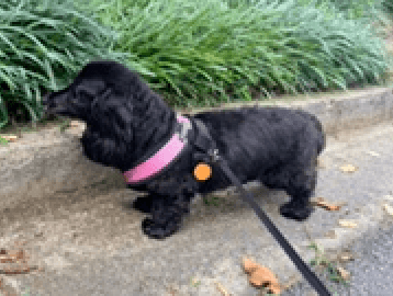 Bb Bonded To Abby - Dachshund