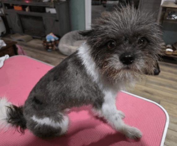 Wookie - Pomeranian