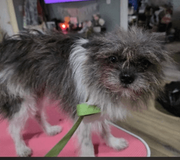 Wookie image 2