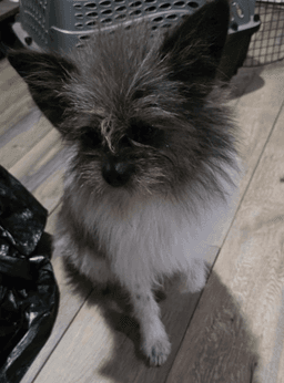 Wookie image 3