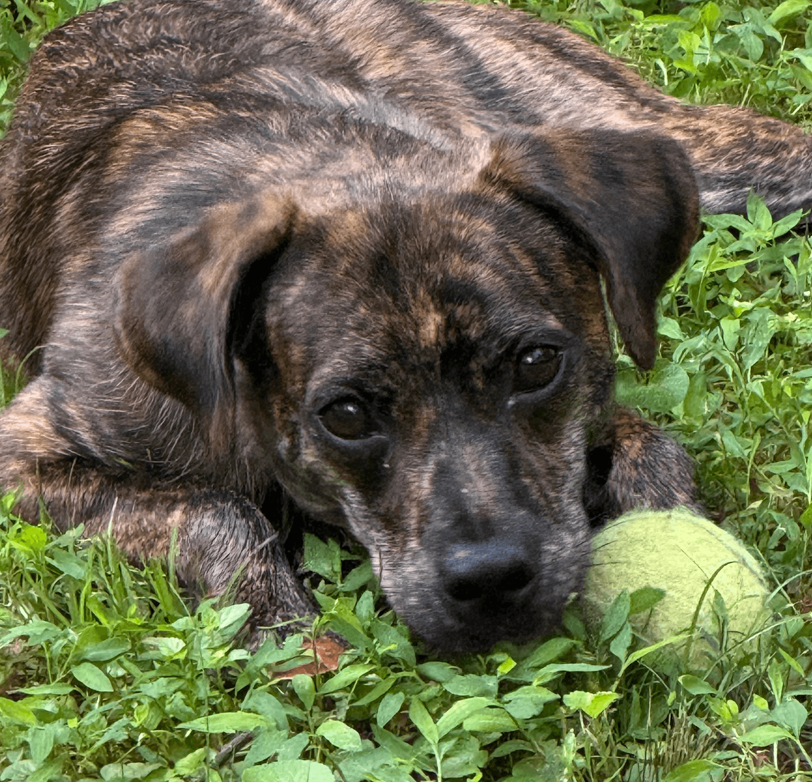 Nina - Plott Hound