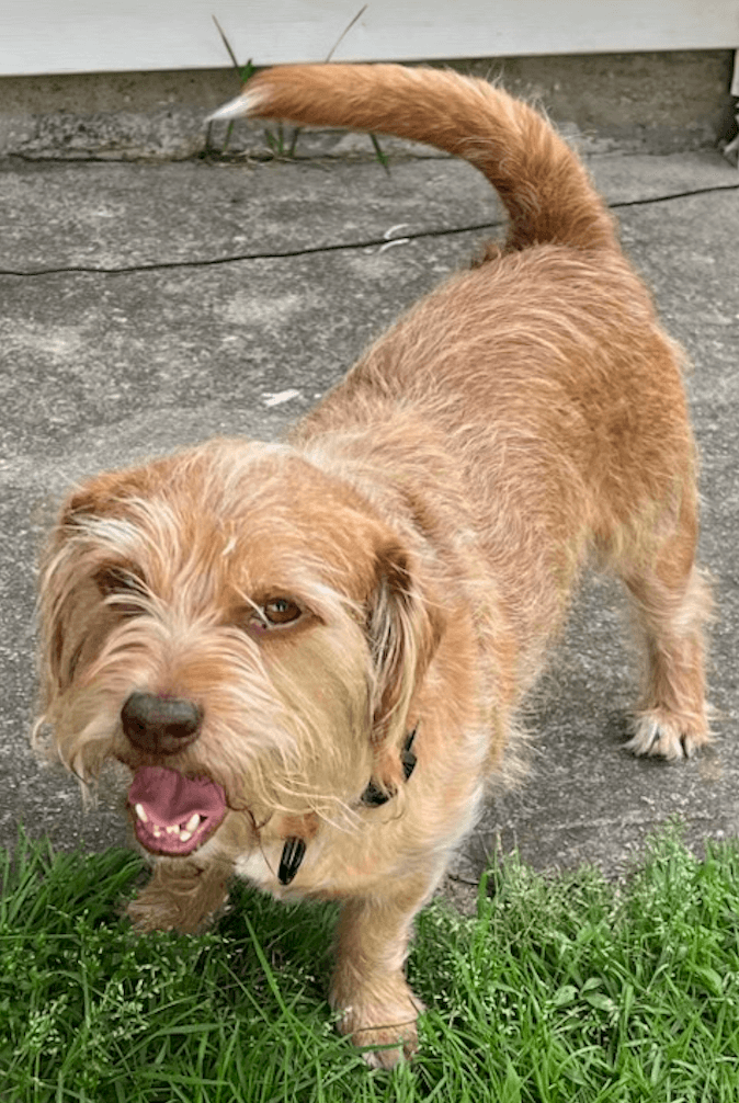 Tater Tot - Terrier