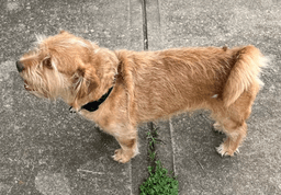 Tater Tot image 3