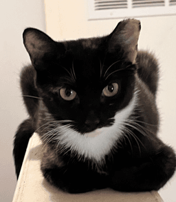 Onyx image 1