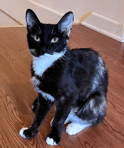 Onyx image 2