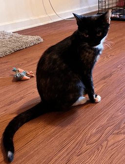 Onyx image 3