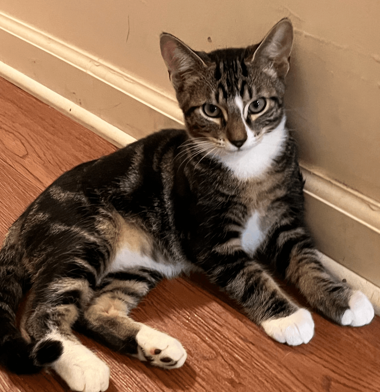 Ozzy - Domestic Short Hair