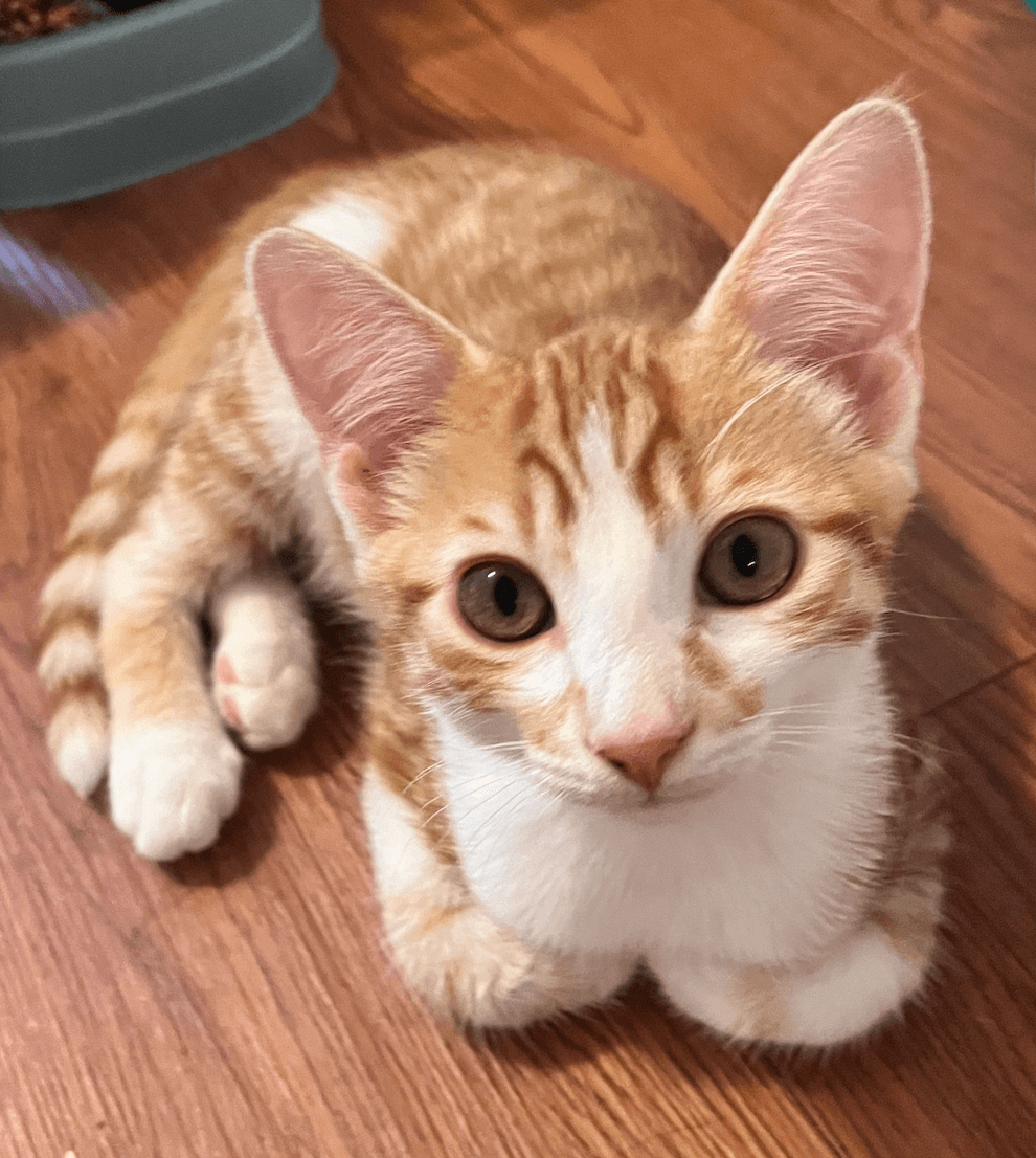 Copper - Domestic Short Hair