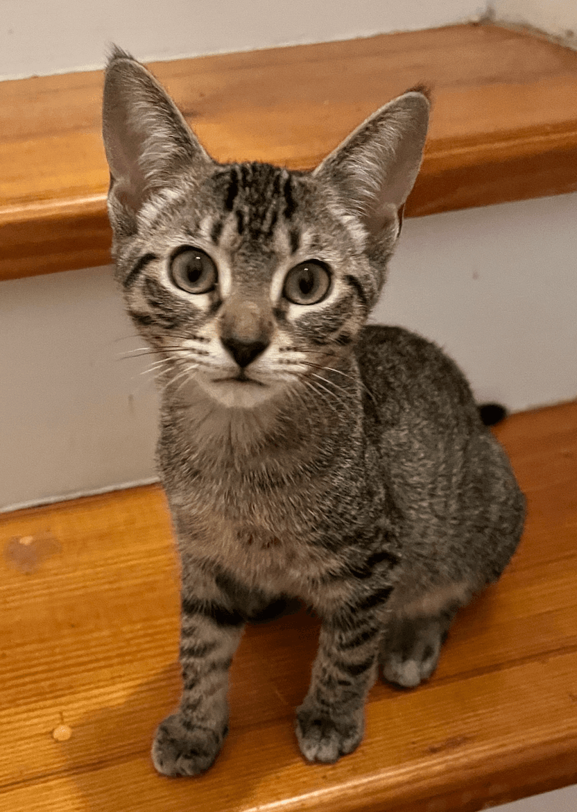 Flint - Domestic Short Hair