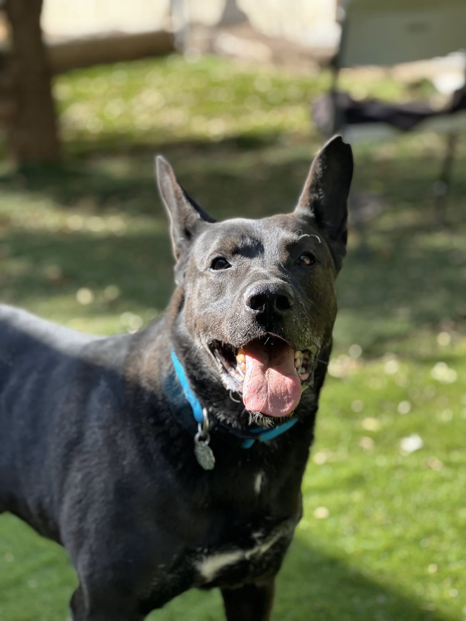 Theo - German Shepherd Dog