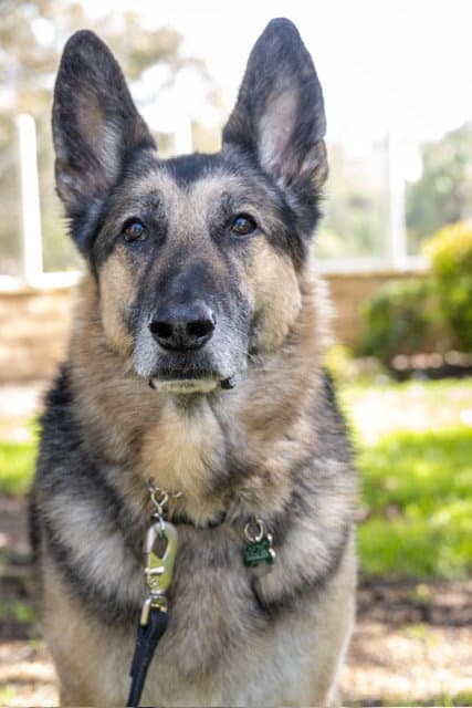 Gunnar - German Shepherd Dog