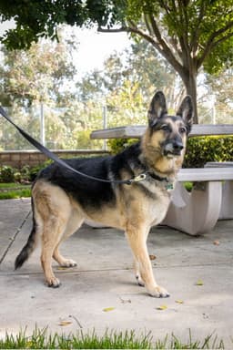 Gunnar image 3