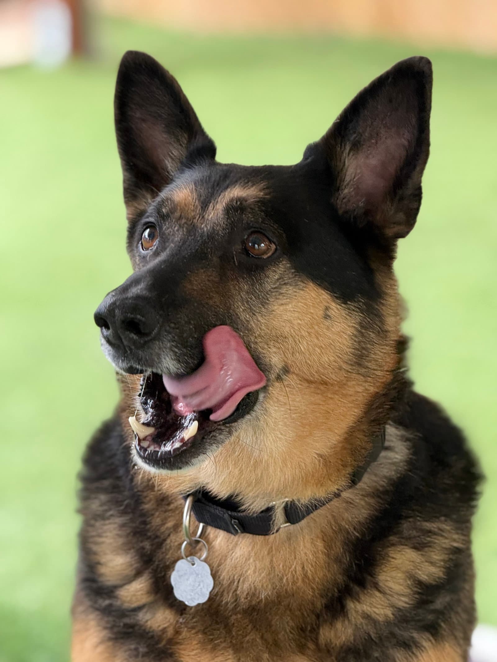 Gunner Ii - German Shepherd Dog