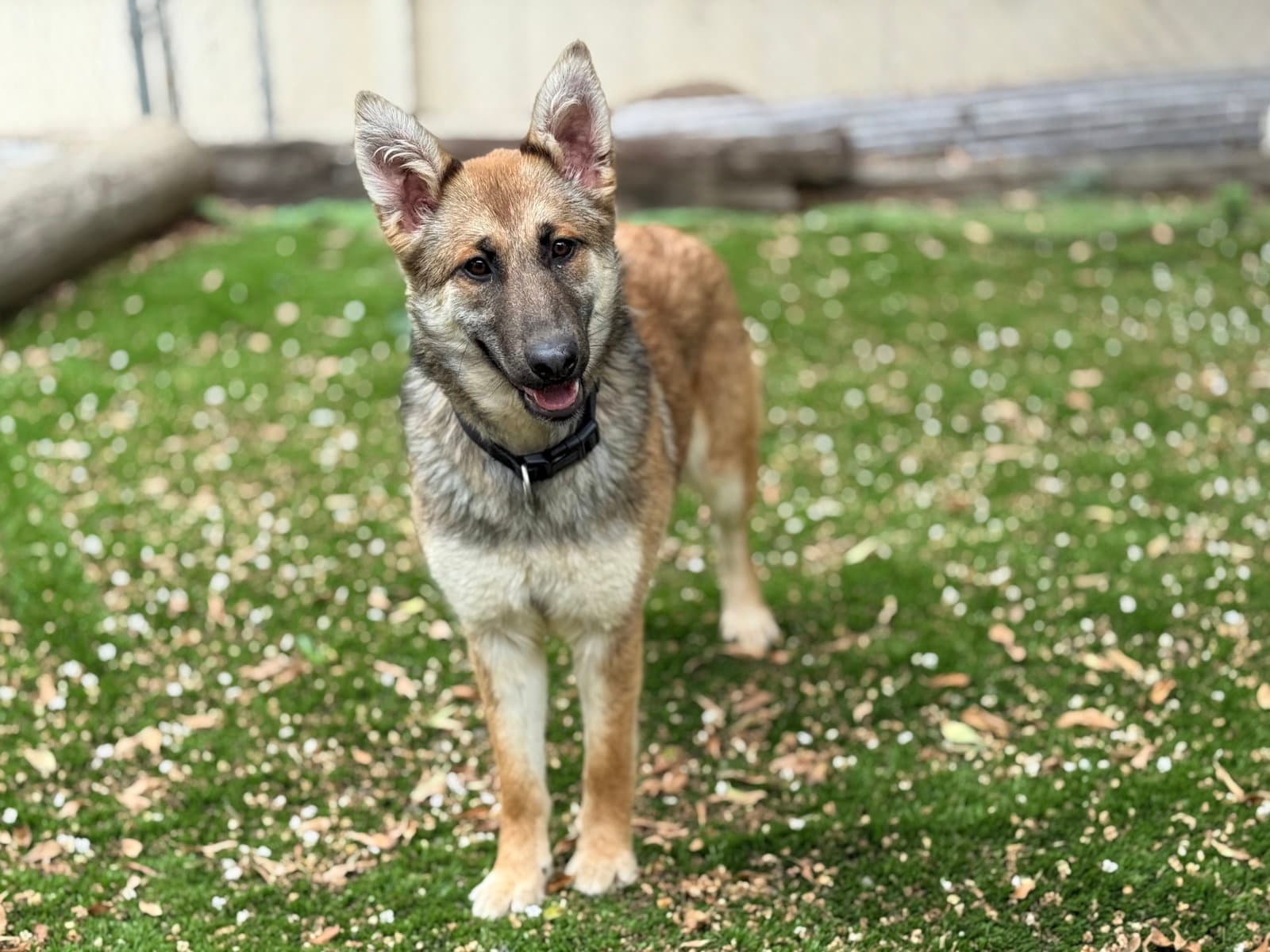 Foxxy - German Shepherd Dog