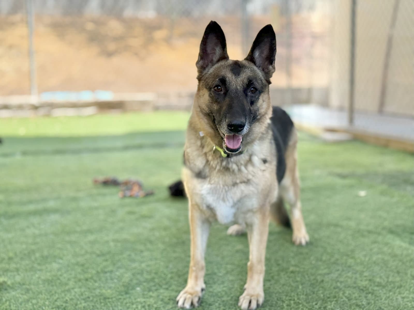 Morticia - German Shepherd Dog