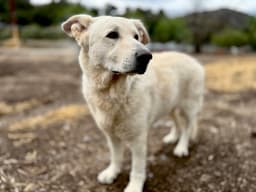 Rocco image 2