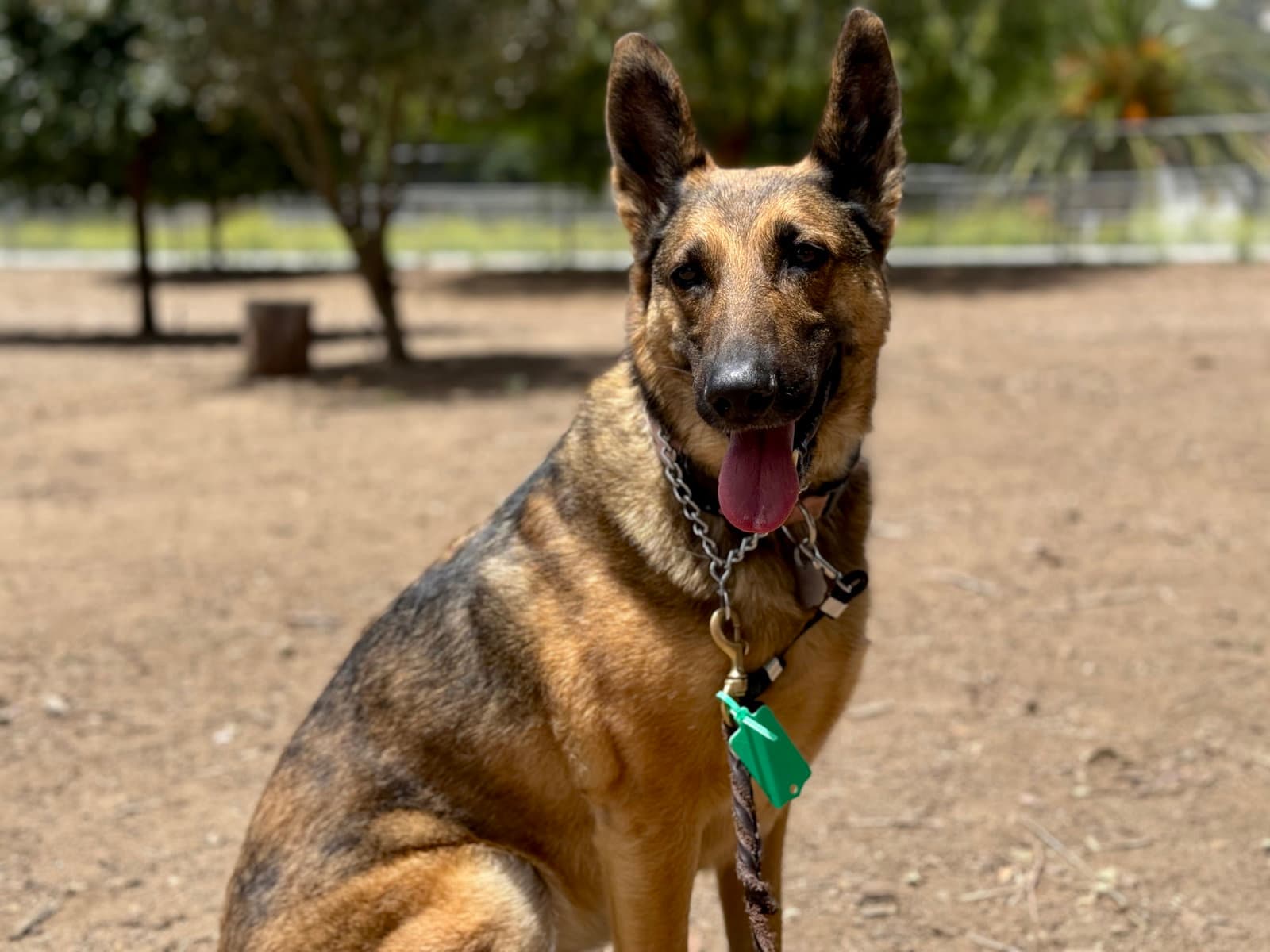 Cleo - German Shepherd Dog