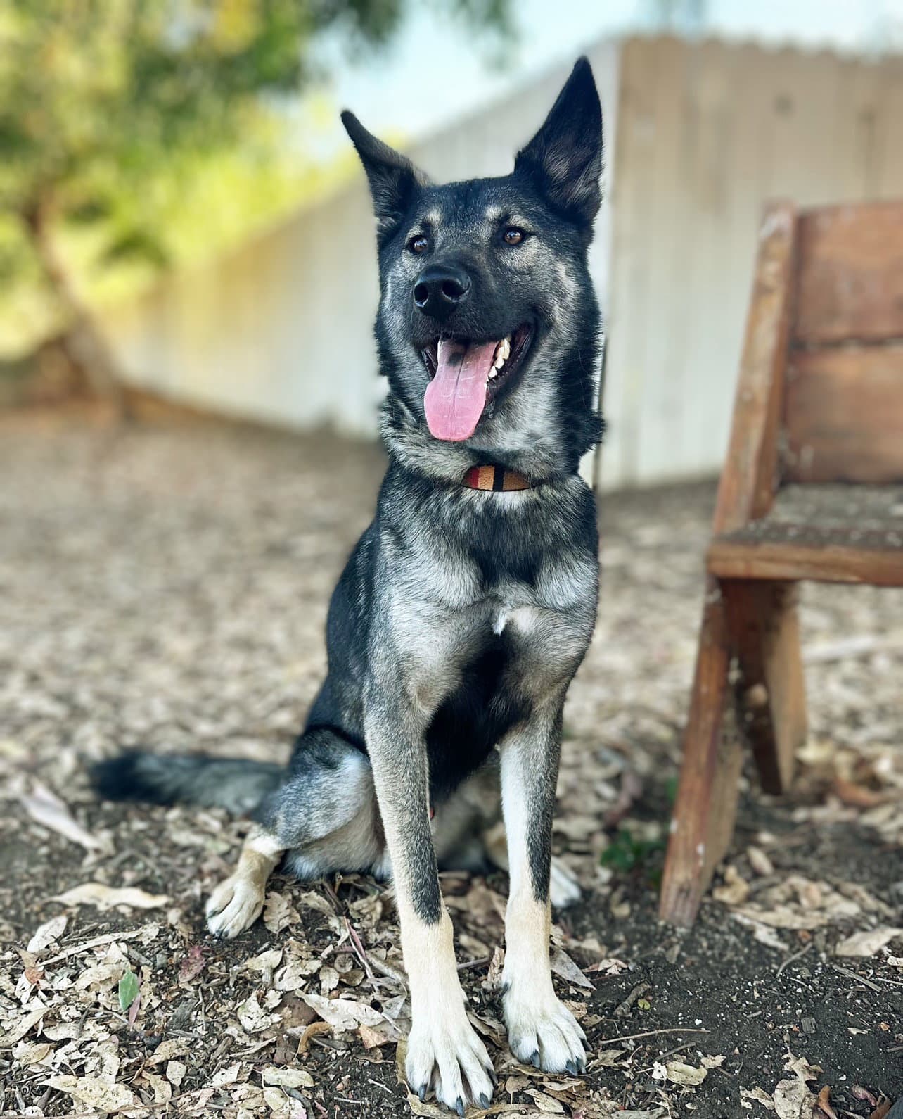 Dylan - German Shepherd Dog