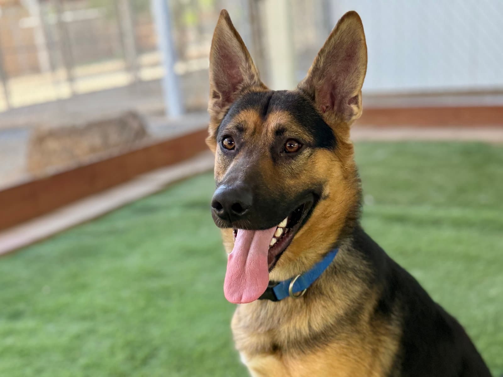 Reno - German Shepherd Dog